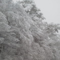 12月5日、大雪に見舞われた徳島県名東郡佐那河内村の様子（ウェザーニューズより）