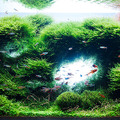 Beautiful Aquascape