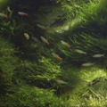 Beautiful Aquascape