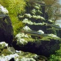 Beautiful Aquascape