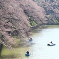 千鳥ヶ淵緑道の桜