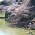 千鳥ヶ淵緑道の桜