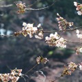 千鳥ヶ淵緑道の桜