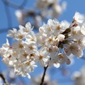 千鳥ヶ淵緑道の桜