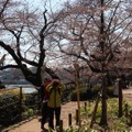 千鳥ヶ淵緑道の桜