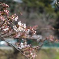 千鳥ヶ淵緑道の桜