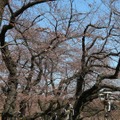 千鳥ヶ淵緑道の桜