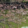 千鳥ヶ淵緑道の桜