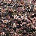 千鳥ヶ淵緑道の桜