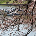 千鳥ヶ淵緑道の桜