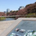 千鳥ヶ淵緑道の桜