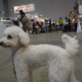 【Interpets 2015 Vol.31】にぎわう会場を動画でチェックする