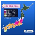 桜開花状況（4月8日時点）