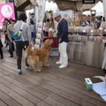 「エレdogショー」会場