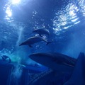 沖縄美ら海水族館