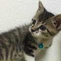 目が離せない子猫や子犬の世話、仕事で家を空けている際のペットたちの様子を映像やデータで遠隔管理できればより安心なペットとの生活が送れるだろう（画像はイメージ）