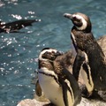 すみだ水族館「ペンギン花火」【写真：竹内みちまろ】