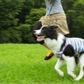 房総半島で愛犬と楽しい体験が楽しめるおでかけプラン「おでか犬」