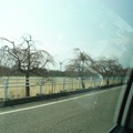 金沢城道中の桜の木