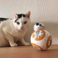 猫と「BB-8」による部屋のパトロール