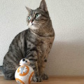 猫と「BB-8」による部屋のパトロール