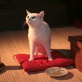 「猫侍 いやし猫DVD まるっと玉之丞」未公開写真　ー(C)2016「猫侍SP」製作委員会