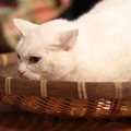 「猫侍 いやし猫DVD まるっと玉之丞」未公開写真　ー(C)2016「猫侍SP」製作委員会