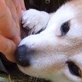 【幸せ】なんだかほっこり！愛されて幸せそうな柴犬！