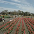 東京・羽村市で「チューリップまつり」！40万本を鑑賞