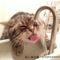 猫好き集まれ！3都市で合同写真＆物販展「ねこ休み展」