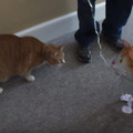 【動画】ネコ vs ネコ風船、その決着は？