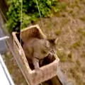 【動画】これが猫専用エレベーター！