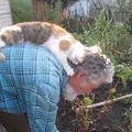 【動画】庭仕事のお爺さんの背中で毛づくろい！