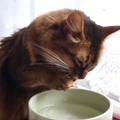 【動画】水の飲み方がまるでアライグマ？なネコ