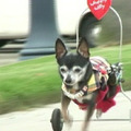 車椅子の犬「ウィリー」