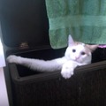 【動画】お風呂の洗面台に登りたい猫ちゃんが必死でよじ登ったら……