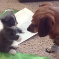 【動画】マンチカンの子ネコとダックスフンドの可愛すぎる「はじめまして」