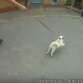 【動画】犬ドロボー御用で飼い主と再会したパグ