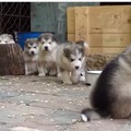 【動画】かわいさテンコ盛り！マラミュートの子犬たち