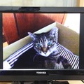 タブレットの内蔵カメラで別の部屋のねこの様子を撮影