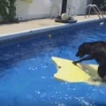 【動画】プールでサーフボードに乗る犬！最後には……