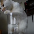 【動画】そこまでしてグラスの水を飲む？必死すぎる猫