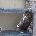 【動画】どうしても登りたいネコ