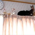 【動画】カーテンレールの上で大渋滞なネコたち