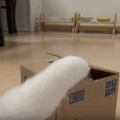 【動画】猫の貯金箱に興味津々な猫！