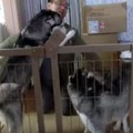 【動画】大喜び！お帰りの挨拶をするハスキー犬