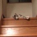 【動画】ぐにゃぐにゃ階段を降りる猫さん