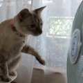 【動画】頭もくるくる！扇風機が気になる猫