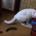 【動画】なぜにそこまで驚く！キュウリに驚く猫