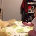 【動画】赤ちゃんと犬…猛烈スキンシップ